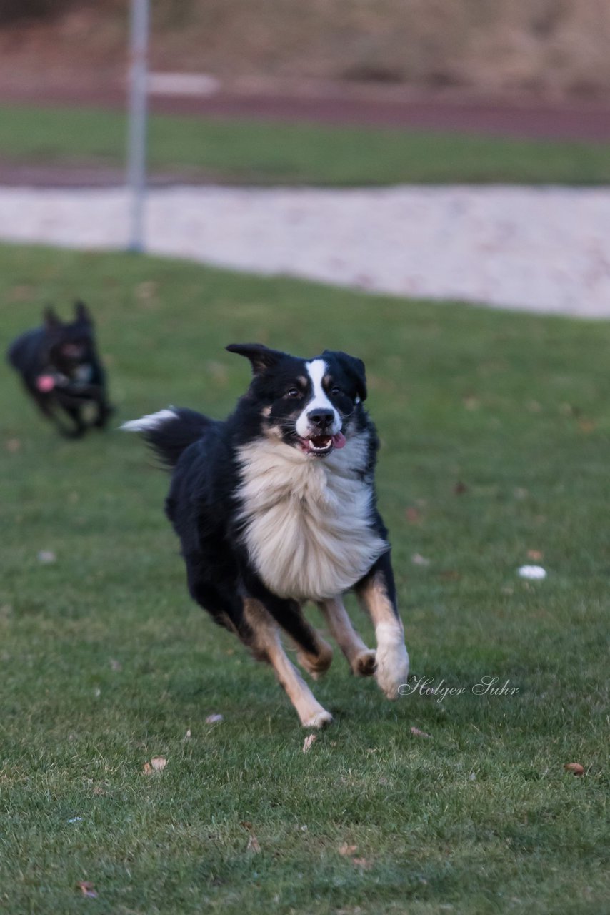 Bild 106 - Hundeshooting